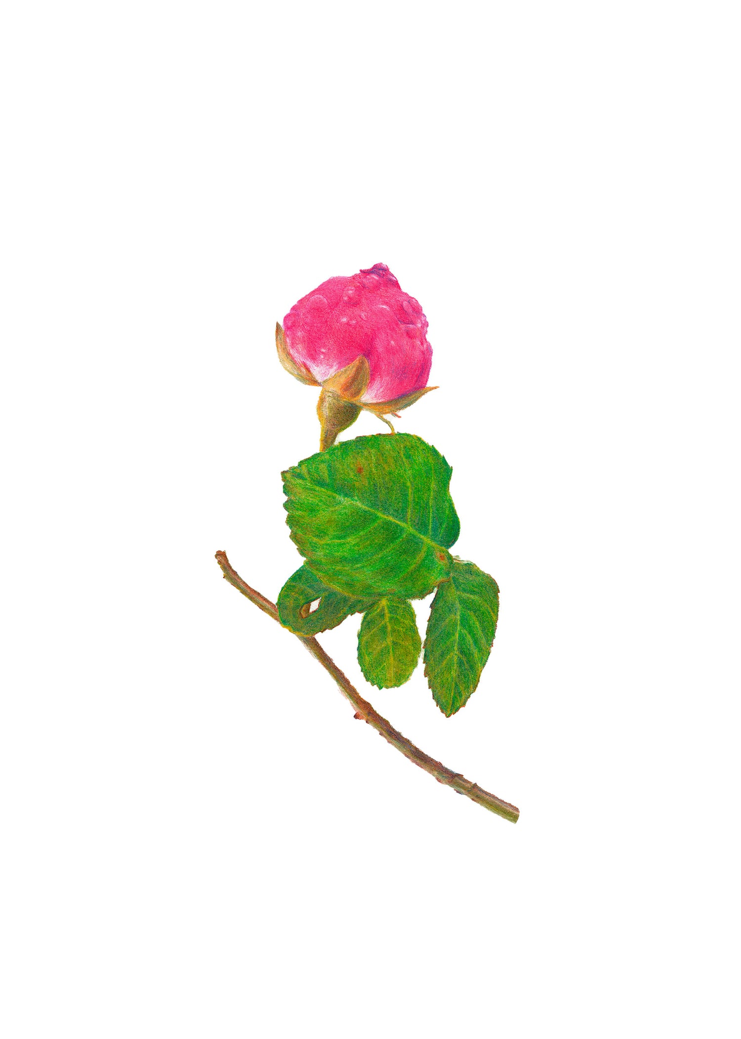 Siff Jensen. Rose